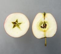 Akero Apple